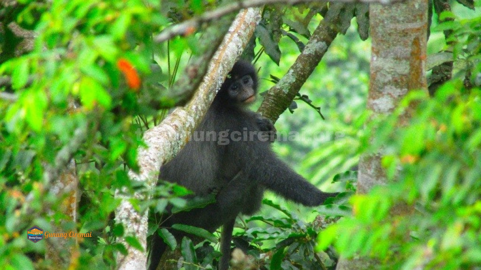 tngunungciremai.org