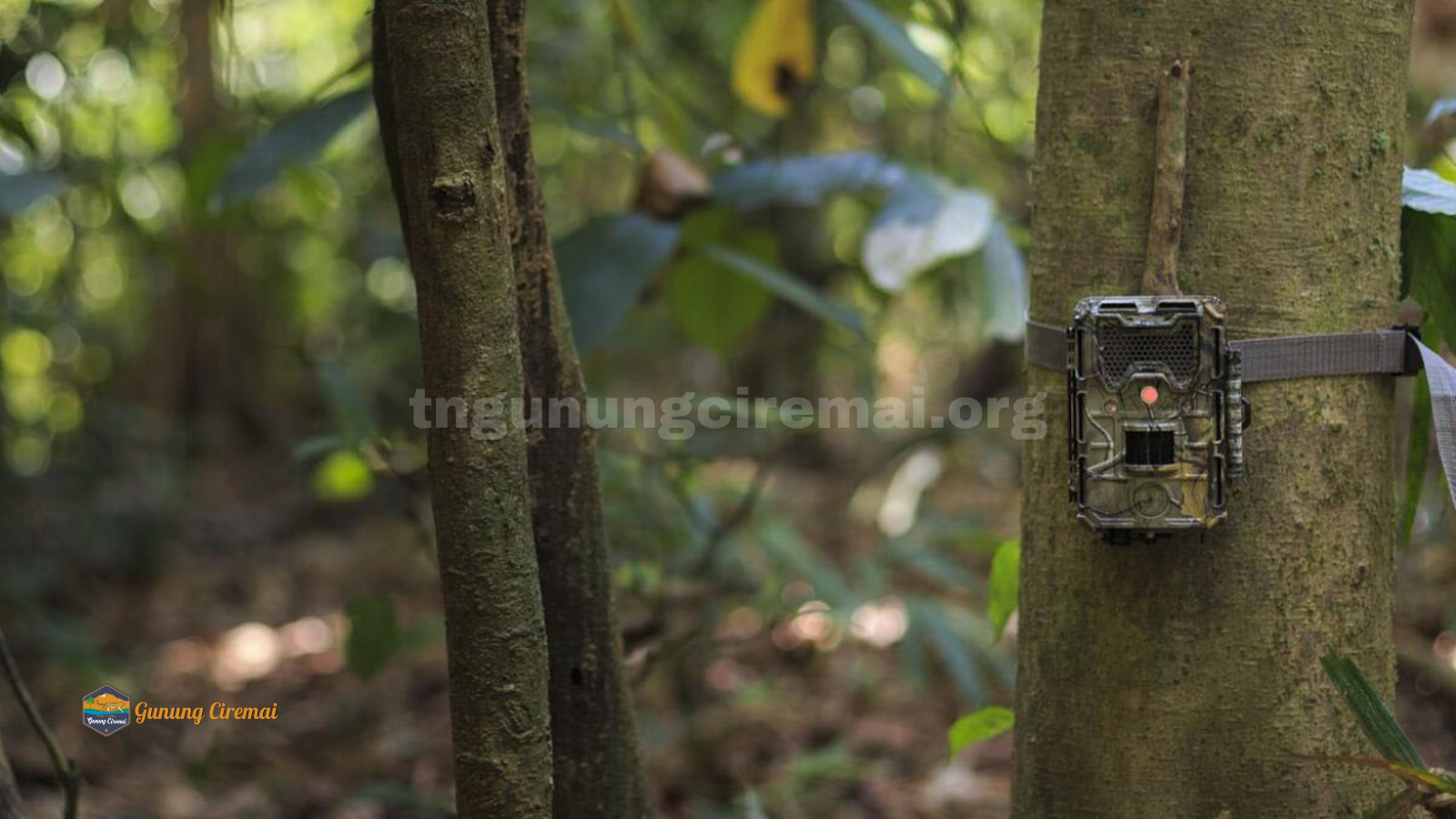tngunungciremai.org